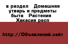  в раздел : Домашняя утварь и предметы быта » Растения . Хакасия респ.